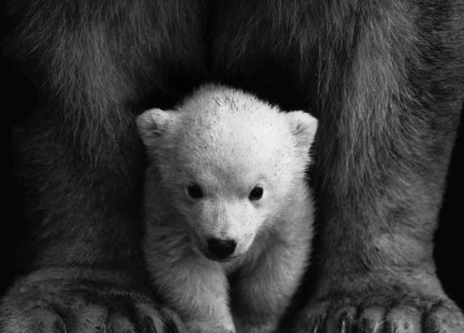 Alaska Zoo Invites Community to Celebrate International Polar Bear Day