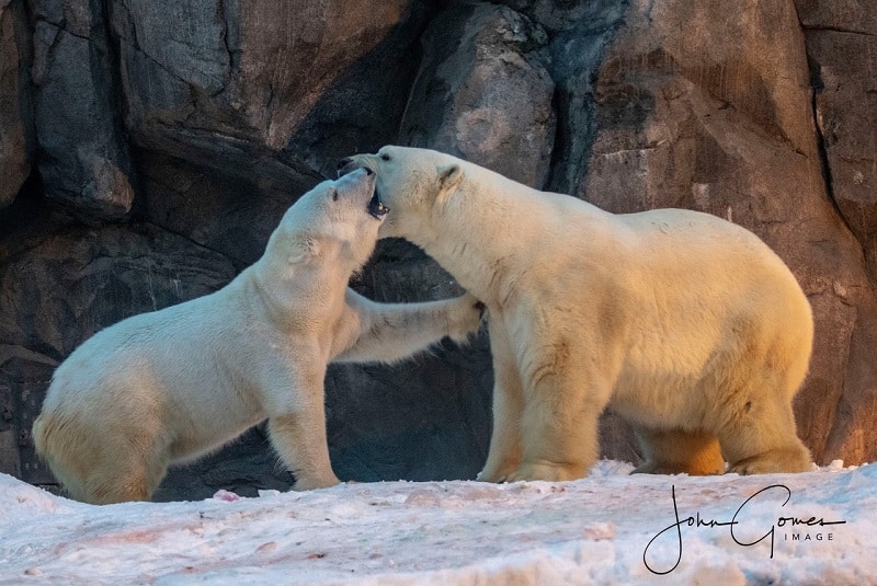 Polar Bears Now Sharing Habitat at Alaska Zoo