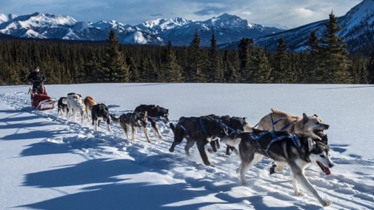 Dog Mushing - Alaska Business Magazine