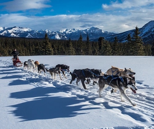 Dog Mushing - Alaska Business Magazine