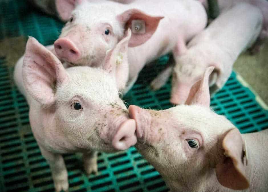 Nominations Sought for 2019 Alaska Farm Family of the Year