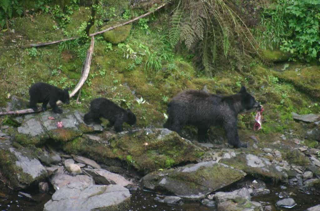 Court Affirms State’s Property Rights Across Tongass National Forest