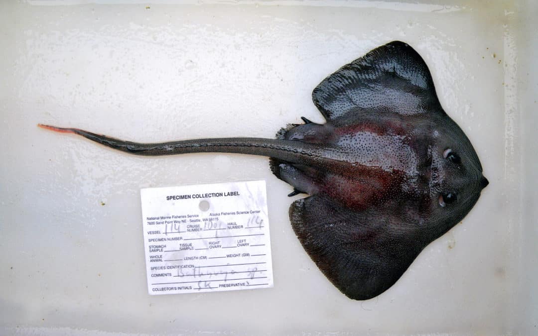 Rare Deep-Dwelling Skates Discovered in Alaska and British Columbia