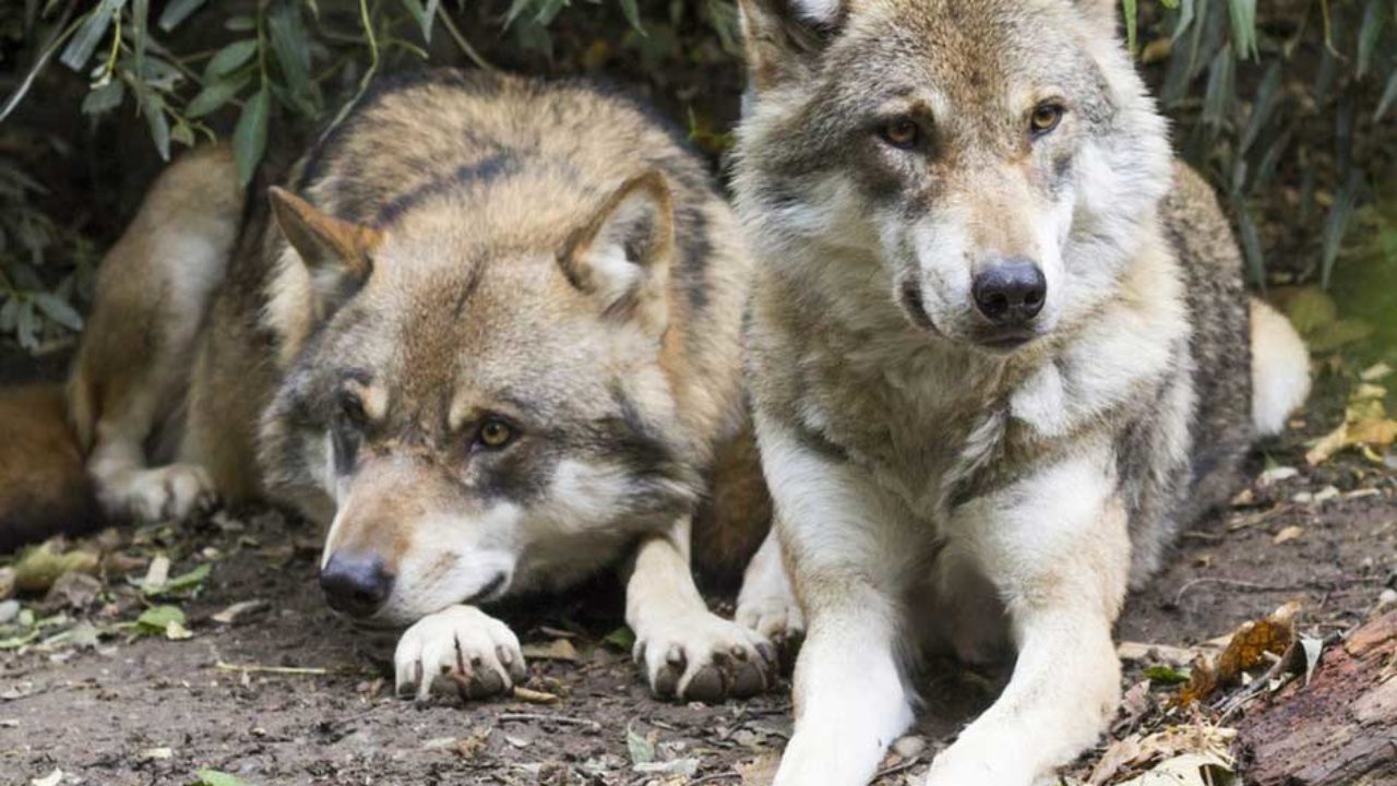 wildlife science center wolf escape