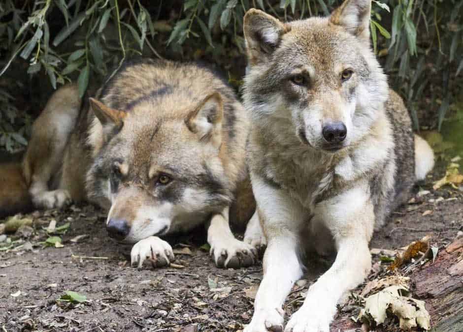 When Biologists Stocked Alaska with Wolves