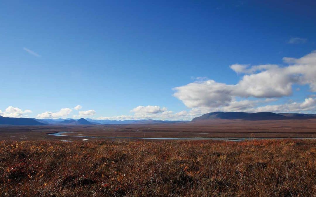 Booming Interest in Nanushuk