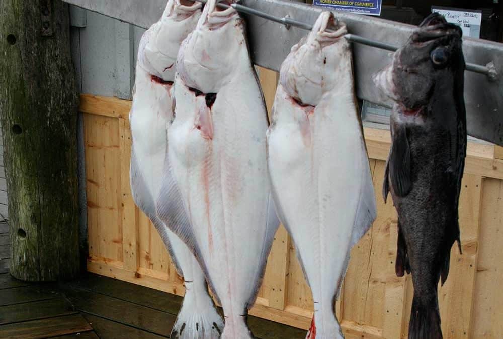 Homer Jackpot Halibut Derby Retiring