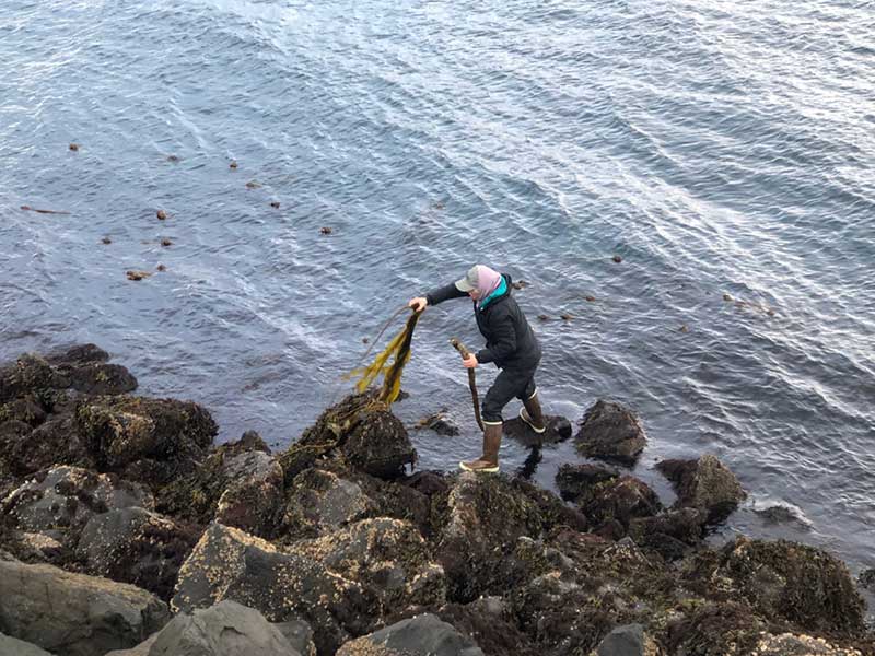 Research Will Help Seaweed Farming and Traditional Aquaculture