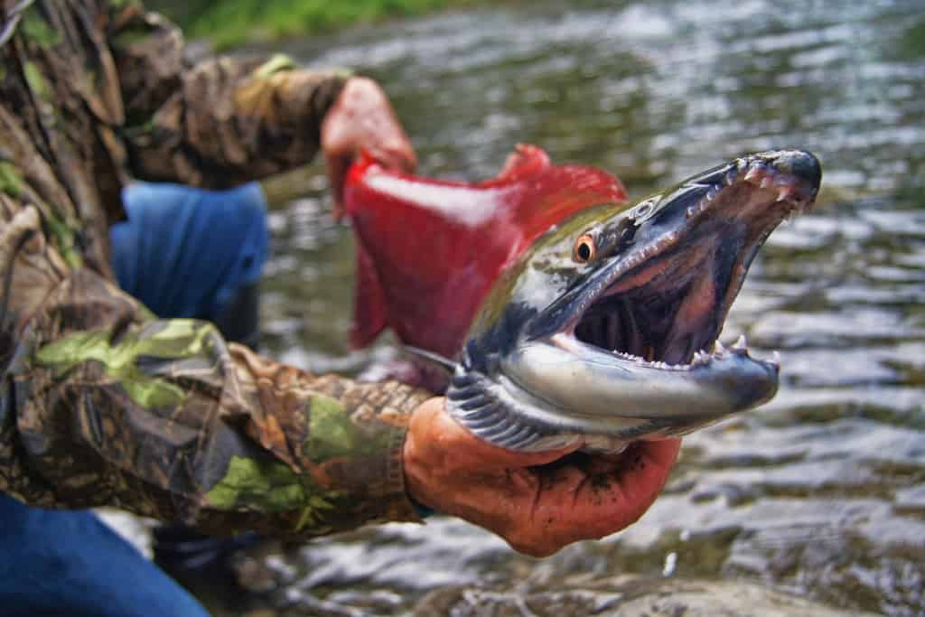 salmon