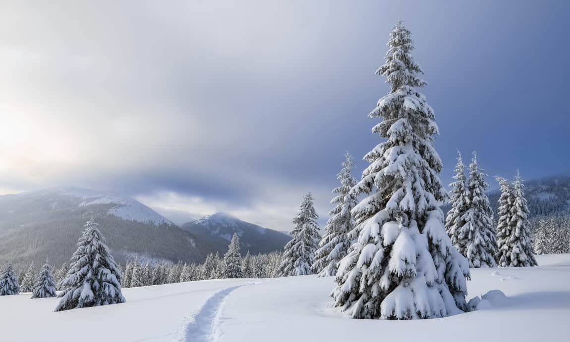 &#39;Tis the Season for a Free, Alaska-grown Christmas Tree - Alaska Business Magazine