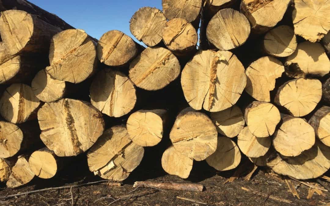 The Boon of Biomass: Alternative Energy Systems Can Cut Costs, Create Jobs, and Benefit the Environment