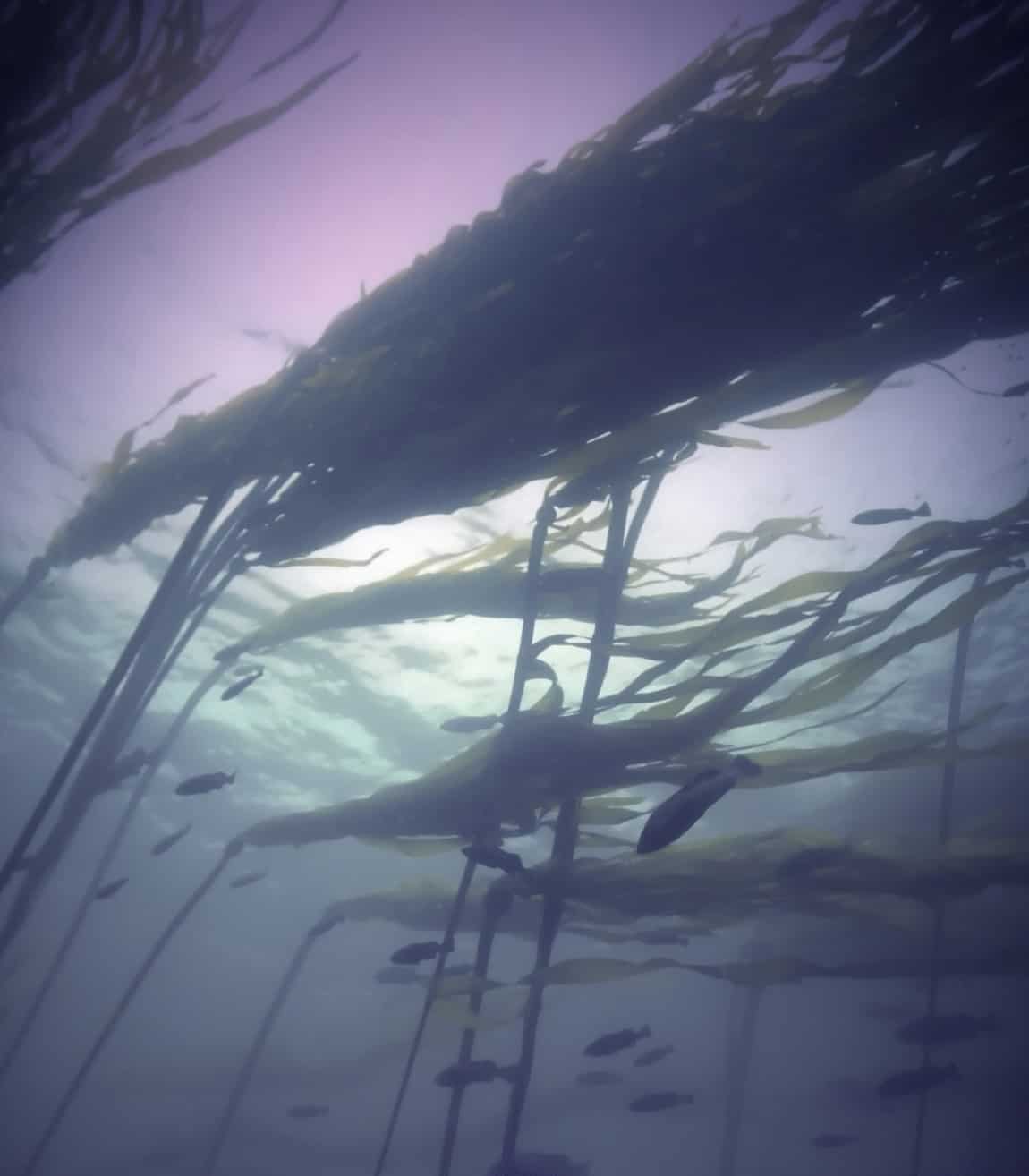bull kelp