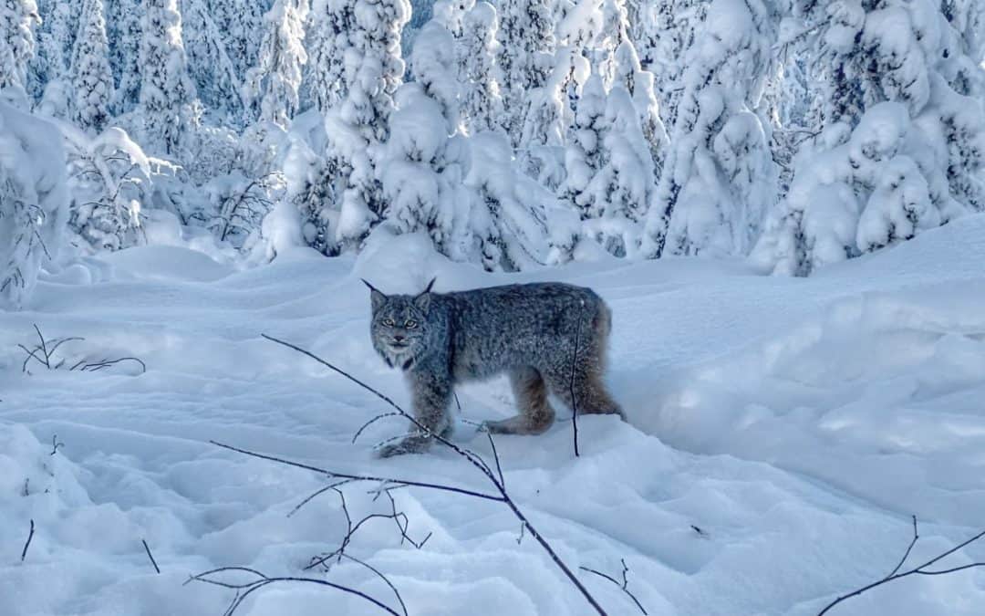 High Time for Lynx in Alaska’s Interior