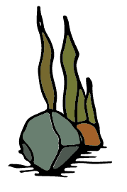 Rock-Seawed_2@2x