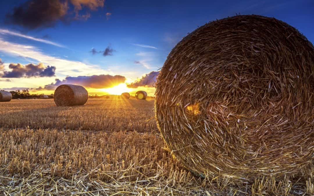 Division of Agriculture Accepting Applications for Specialty Crop Block Grants through March 22