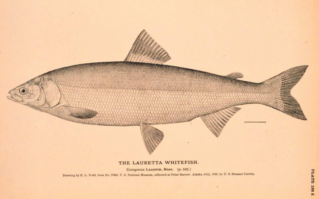 Alaska Science Forum: The Secret Life of an Alaska Fish