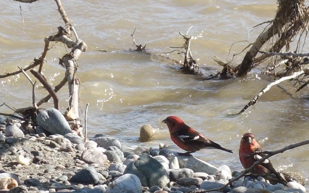 Alaska Science Forum: White-winged Crossbills and Yellow Snow