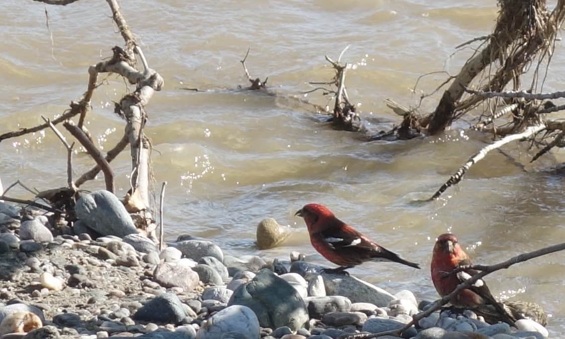 1. white-winged crossbills