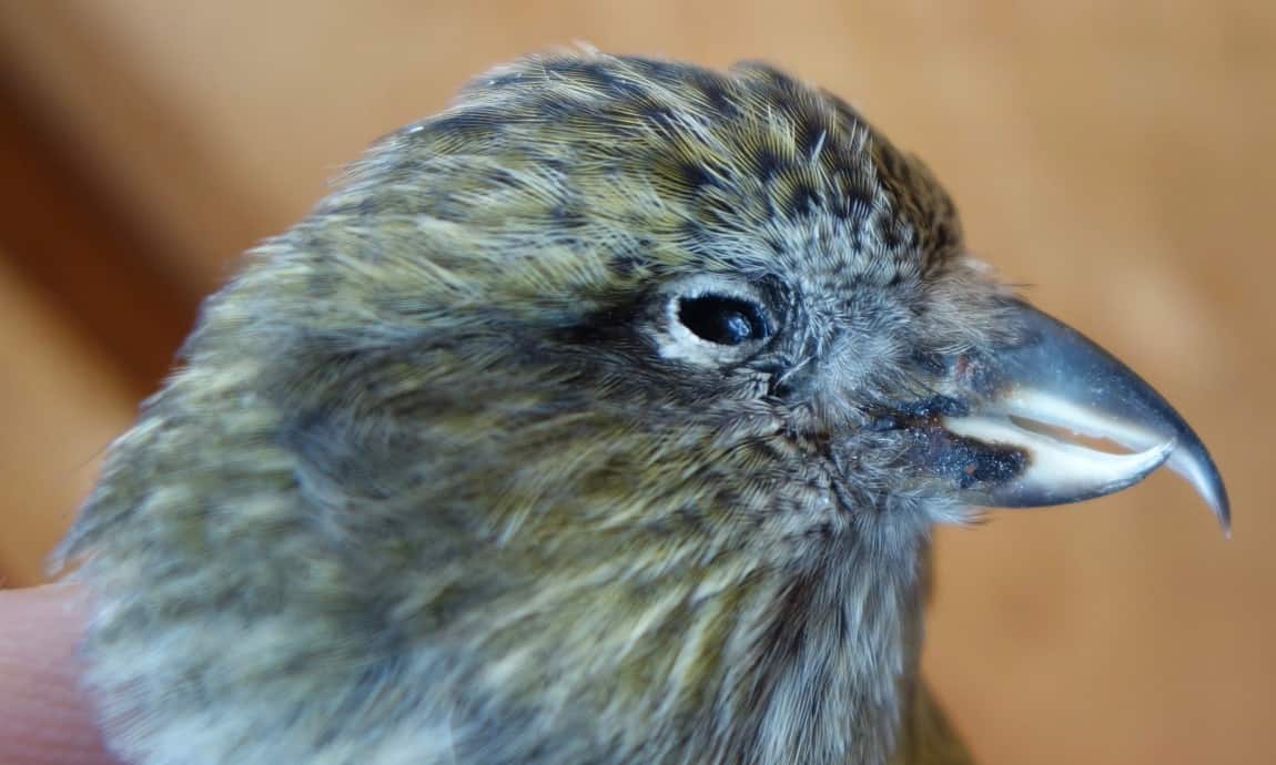 2. Crossbill beak