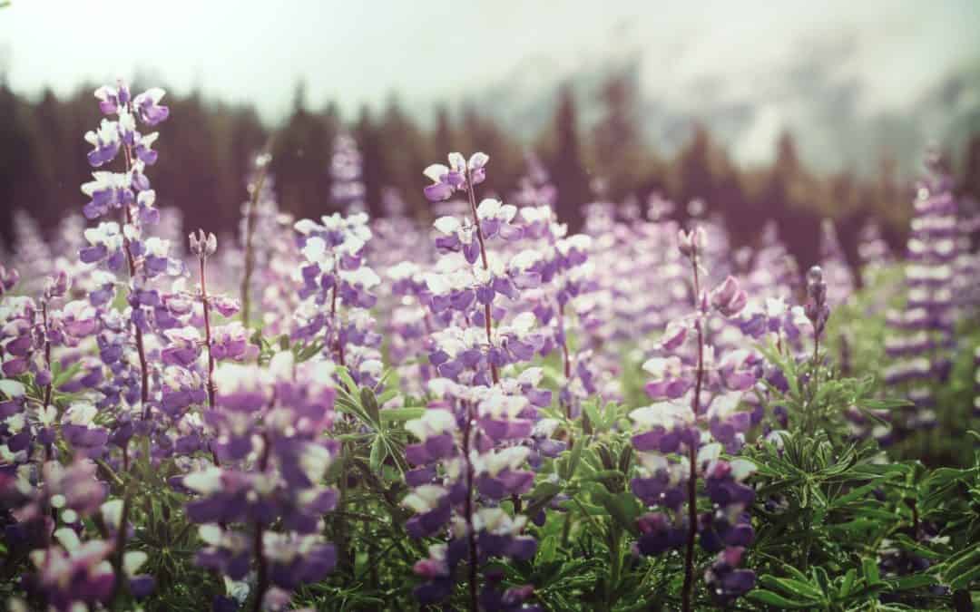 Executive Roundtable: Tourism Experts Weigh In on Alaska’s 2021 Summer Season