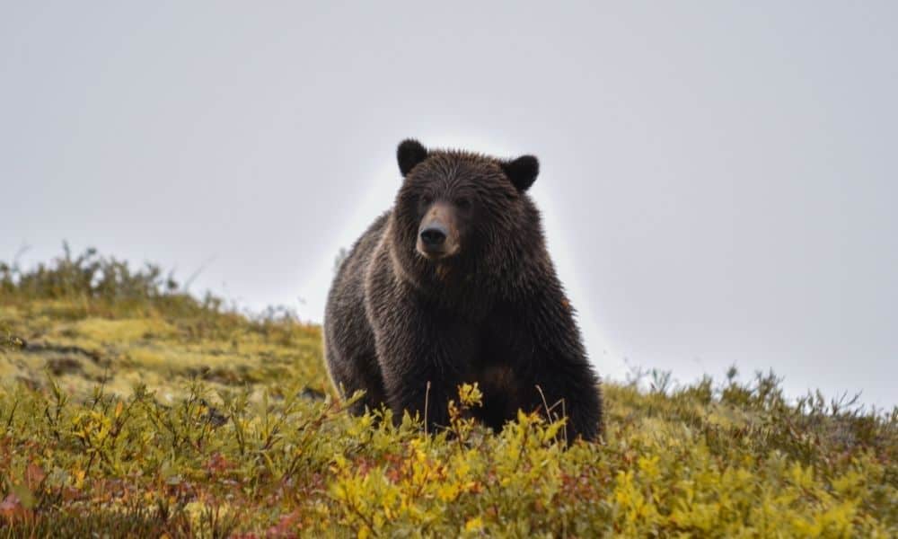 Bear