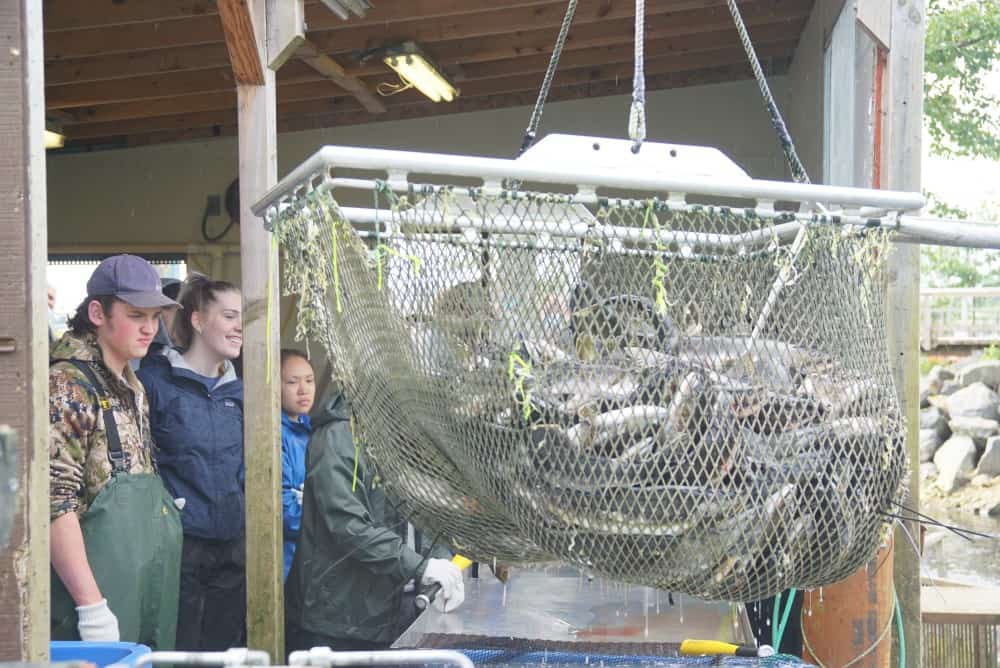Students visiting hatchery Students learn about salmon aquaculture at Sitka Sound Science Center.