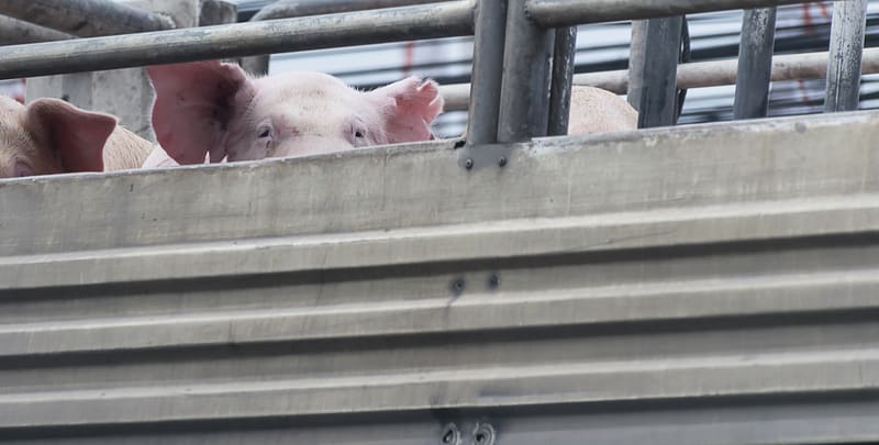 New Owners Spare Palmer Slaughterhouse