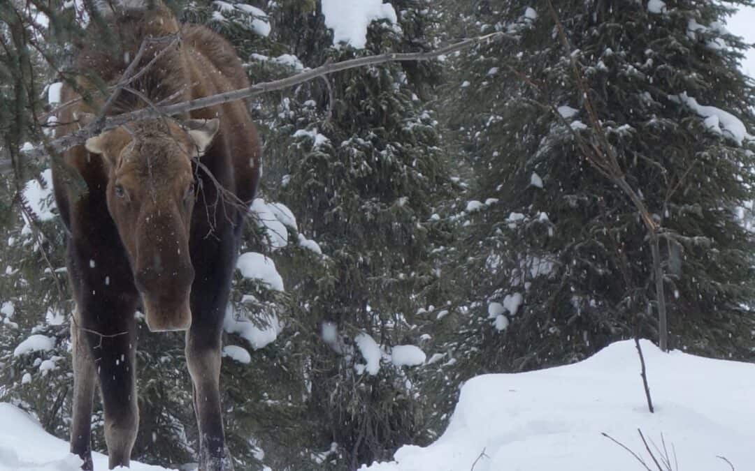 Alaska Science Forum: Midwinter Rain-on-Snow a Game Changer