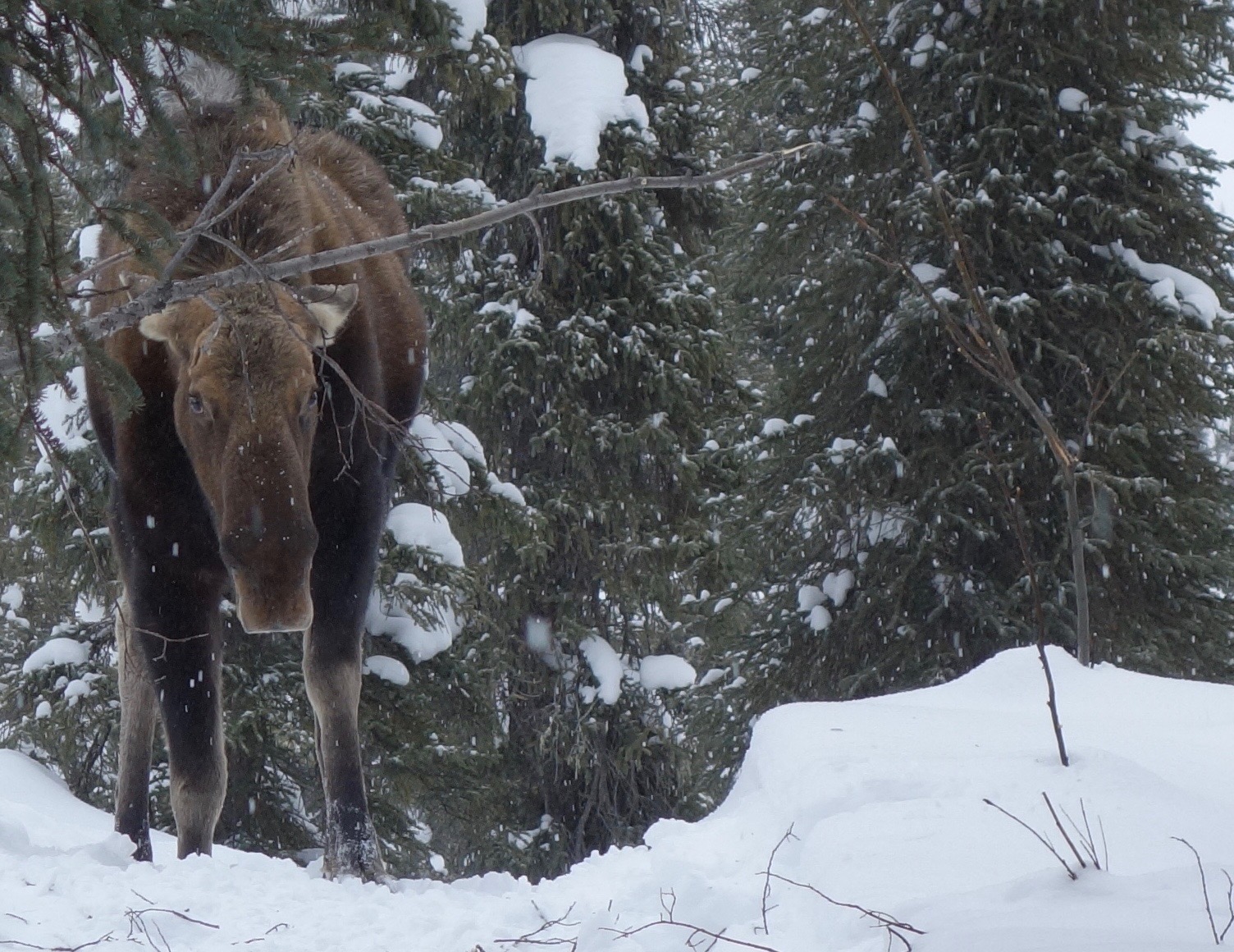 A moose in the White Mountains north of Fairbanks refuses to yield the trail to dog mushers in deep snow in March 2018. The mushers turned their teams around. Mad Moose