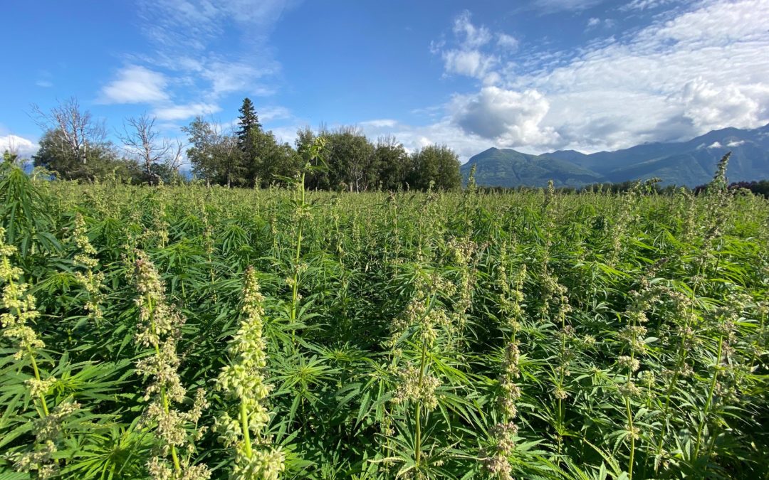 USDA Approves Alaska’s Industrial Hemp Program