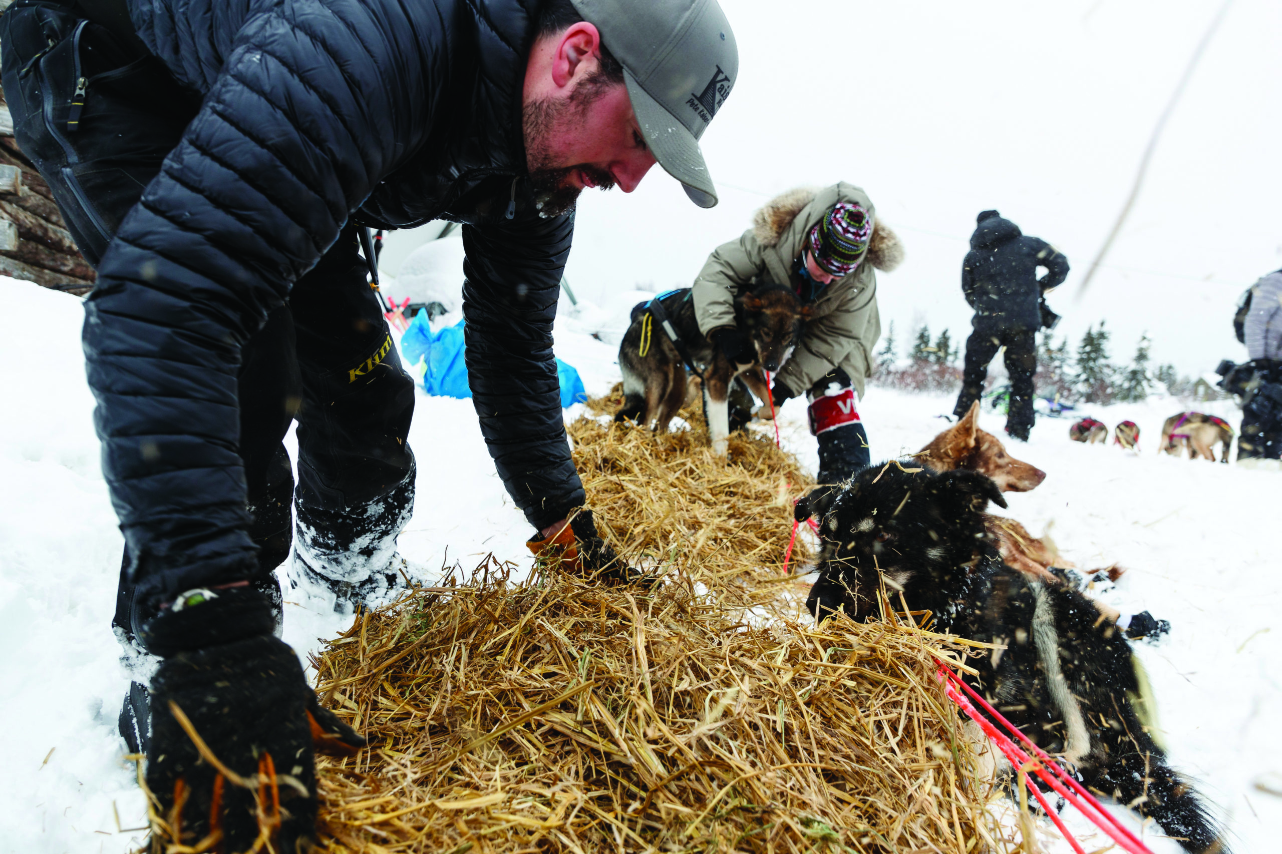 Pete Kaiser puts out straw for his dogs at the Iditarod Race.