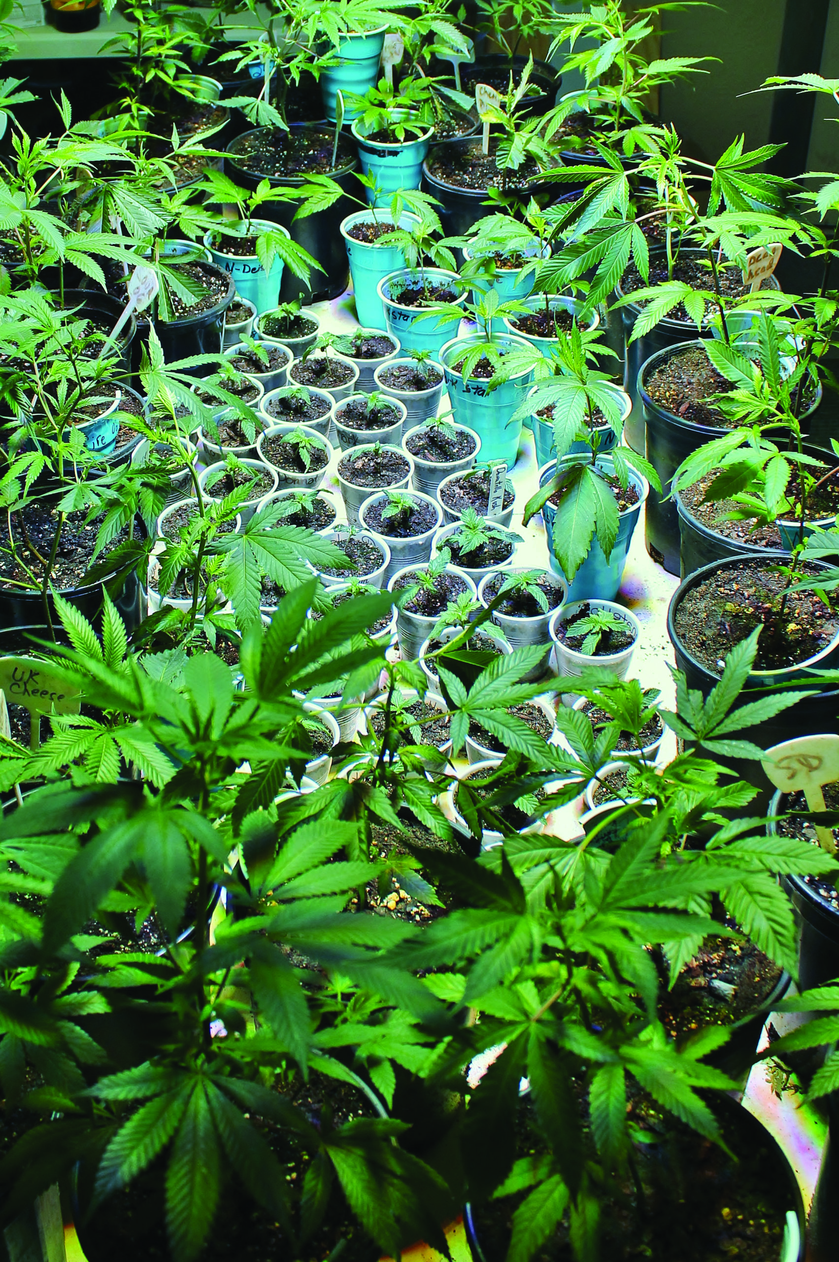 Growing cannabis: The Vegetation Room vertical