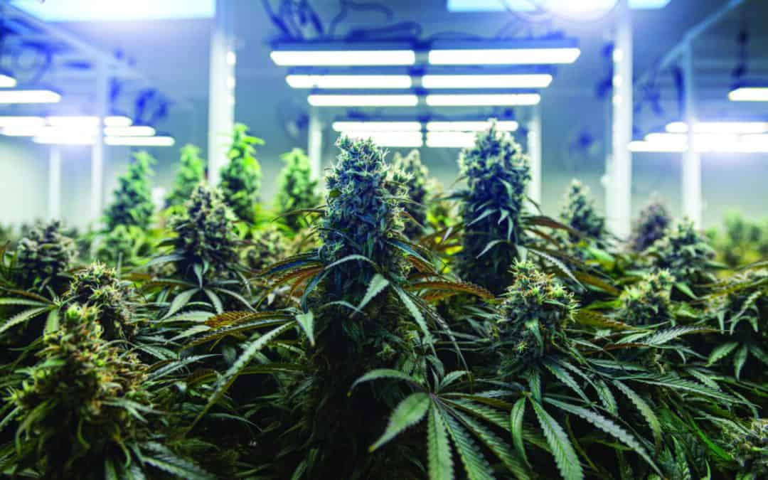 Keeping Cannabis Cool: HVAC needs for growing, processing, and selling marijuana