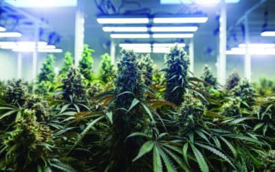 Keeping Cannabis Cool: HVAC needs for growing, processing, and selling marijuana
