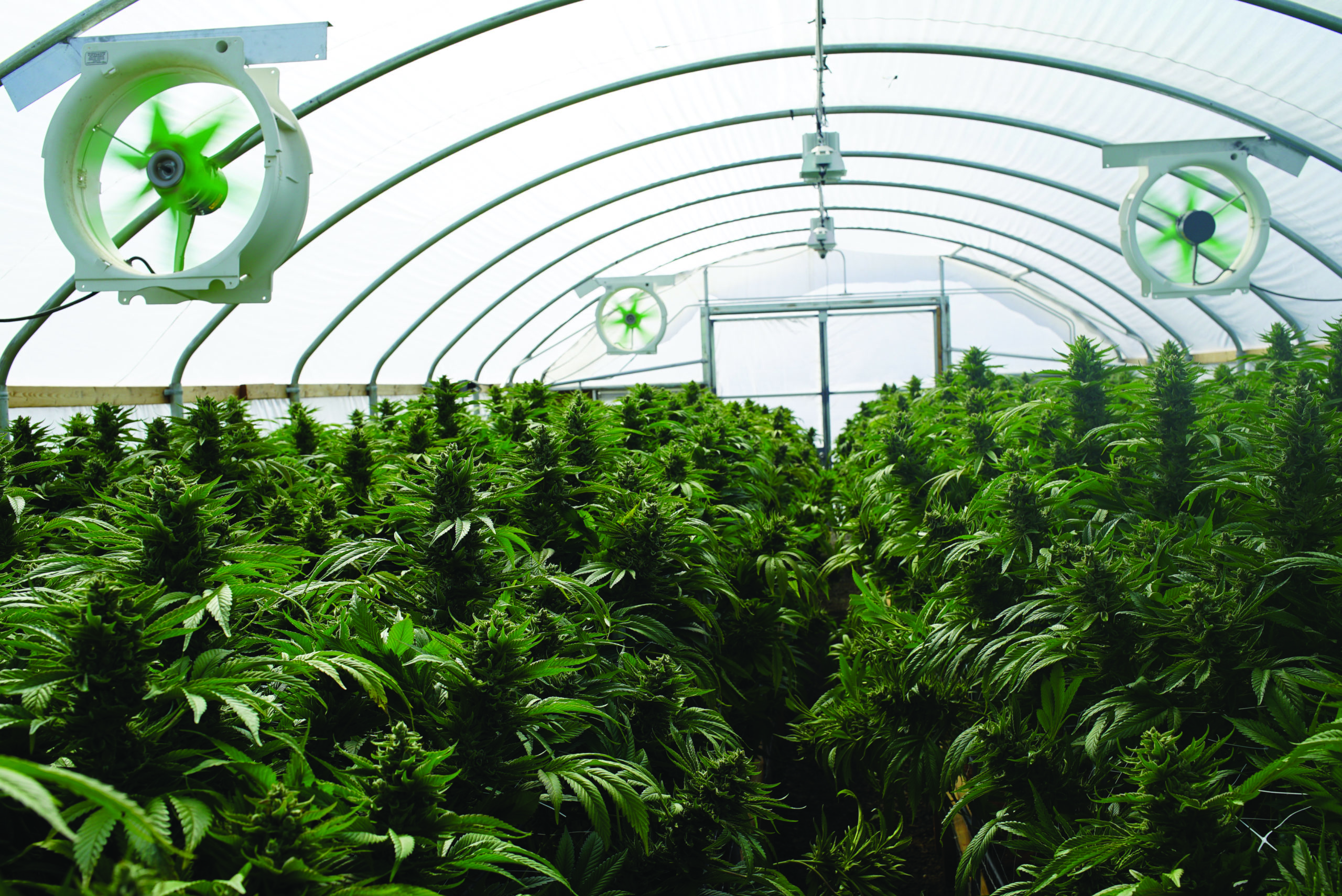 Large Legal Marijuana Commercial Grade Greenhouse Cannabis Indica Plants