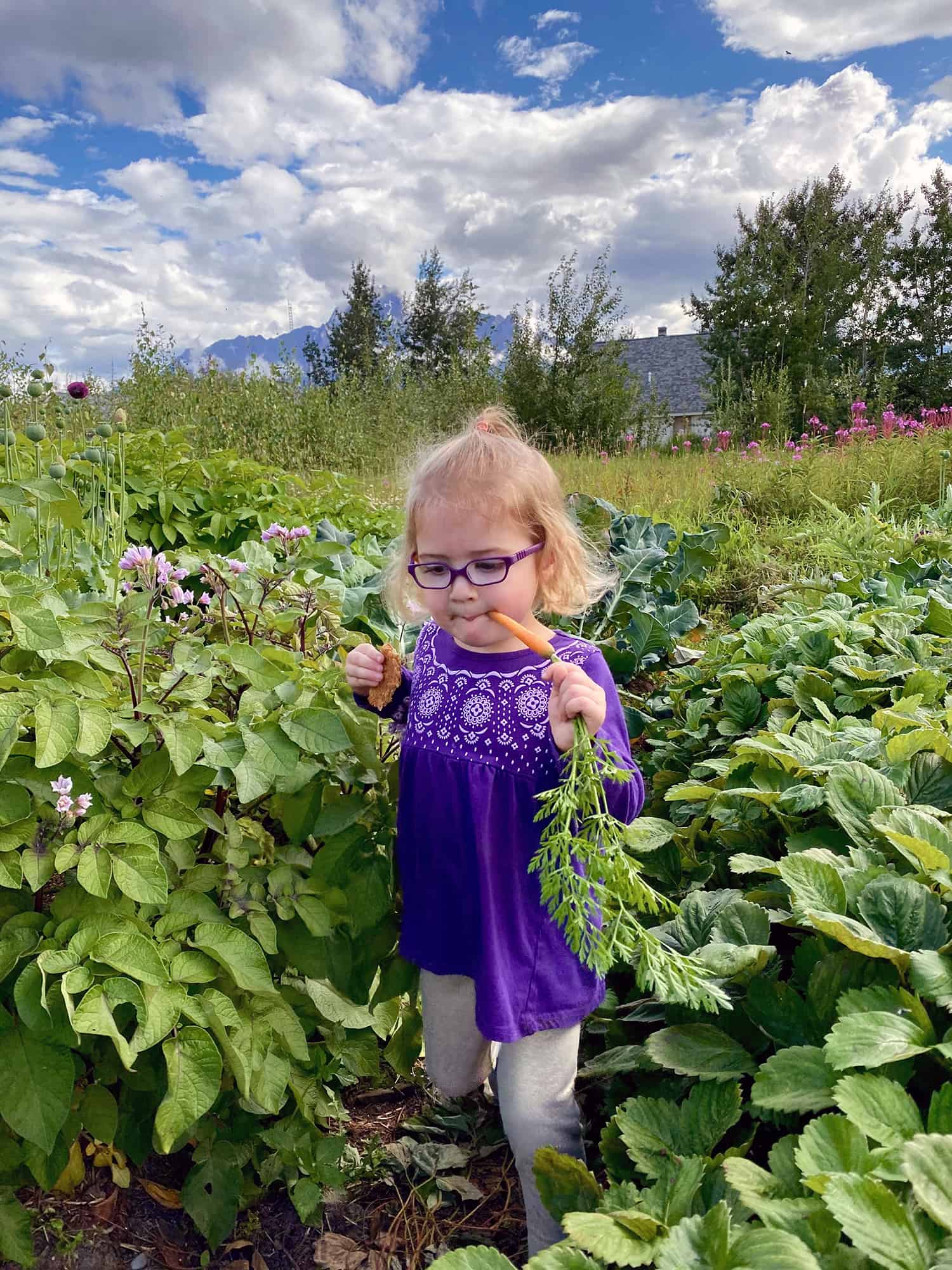 A girl enjoys a carrot grown in a Southcentral Alaska garden.