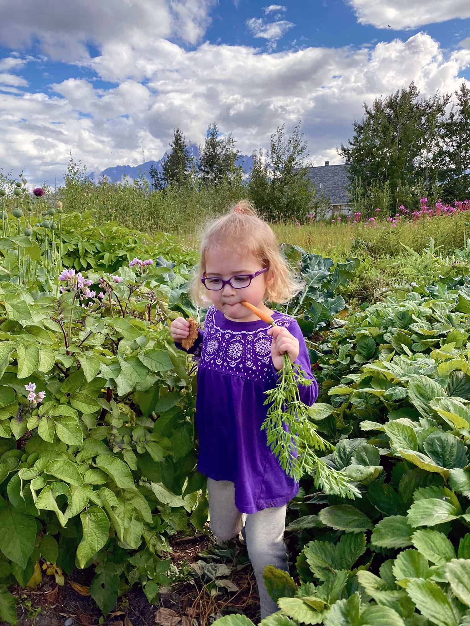 A girl enjoys a carrot grown in a Southcentral Alaska garden. A girl enjoys a carrot grown in a Southcentral Alaska garden.