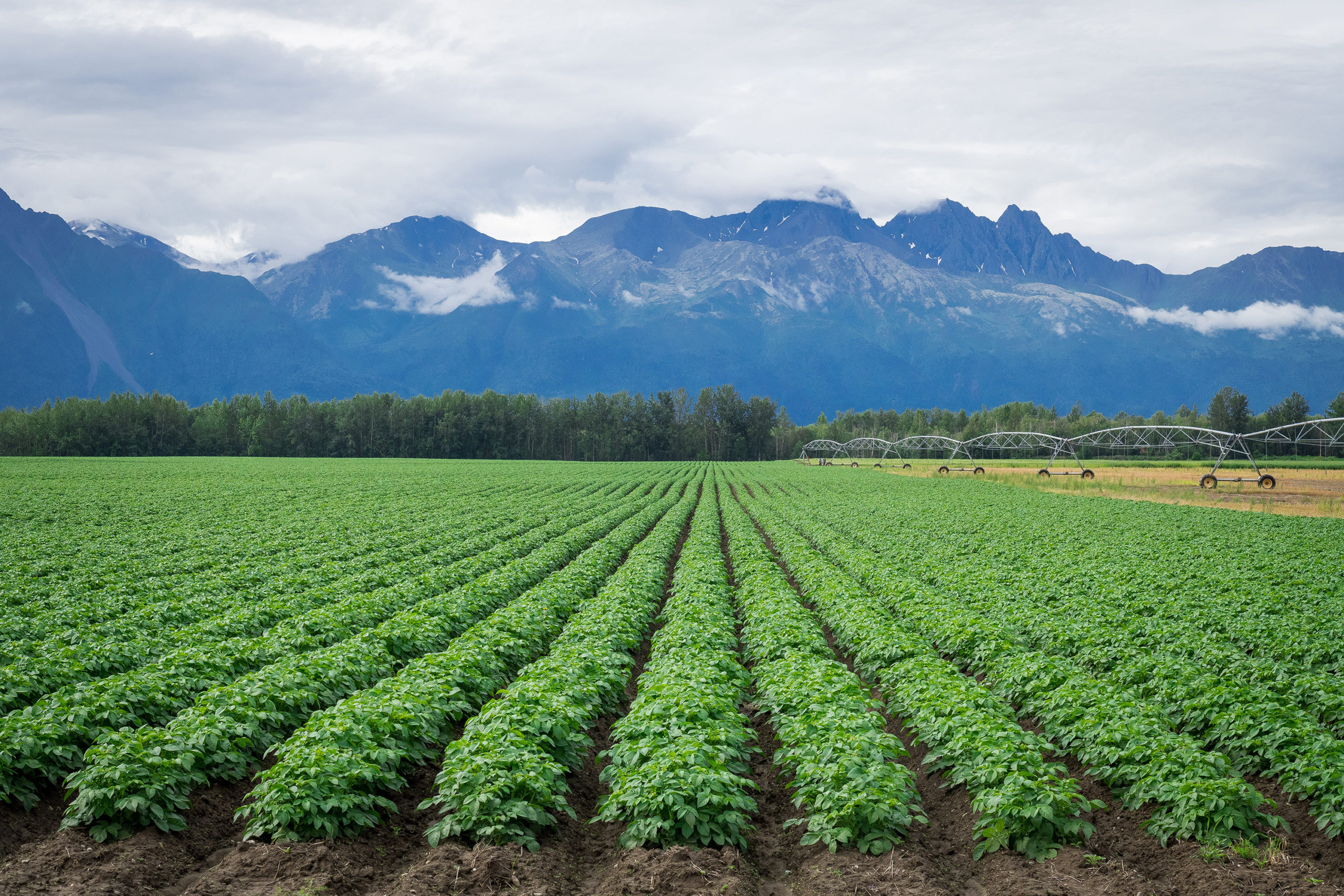 Potato field in Palmer Potato field in Palmer