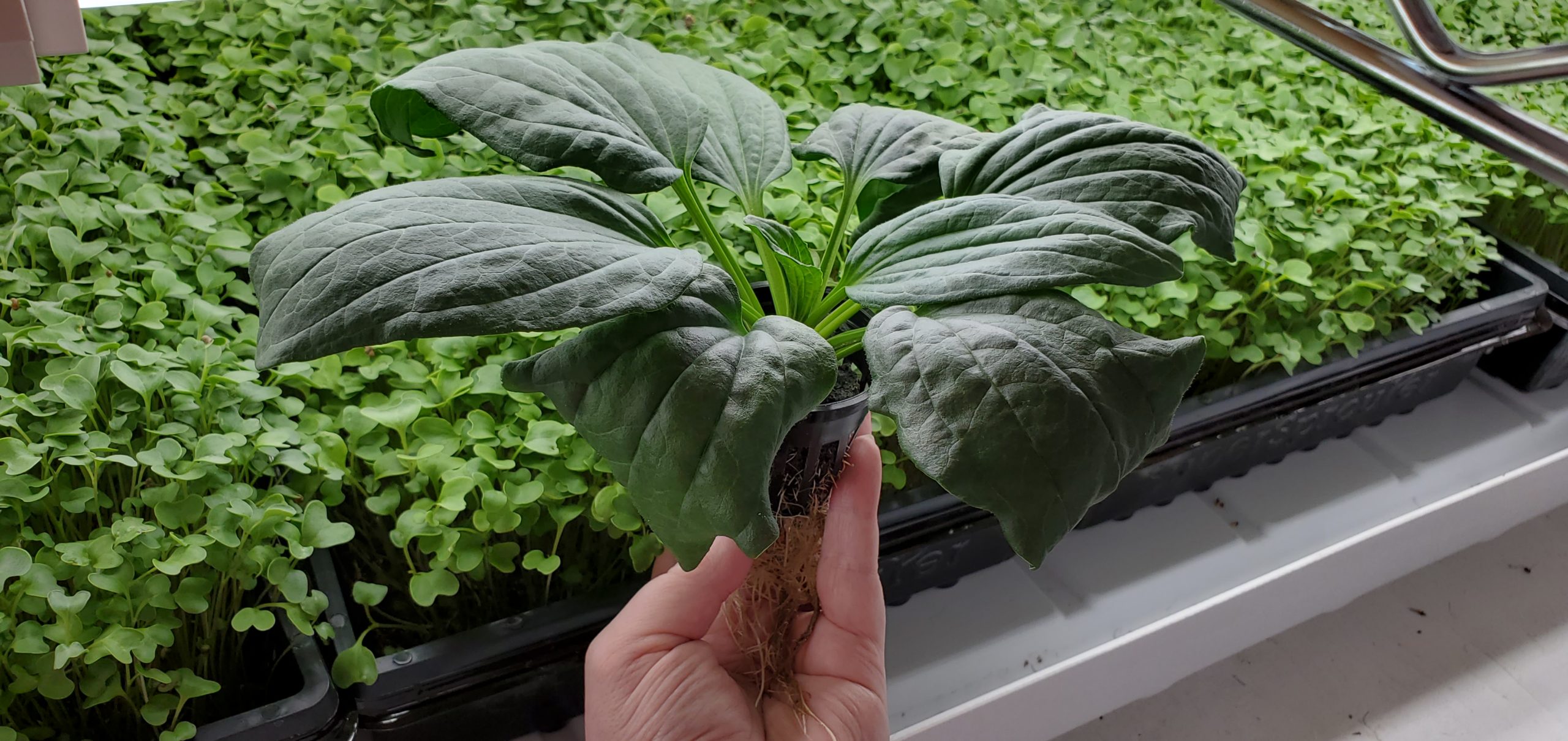 space farm plantain space farm plantain