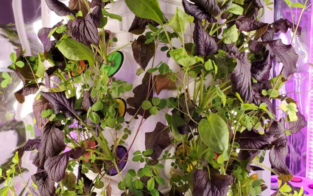 Pickles from Space: Extending Alaska’s Food Independence