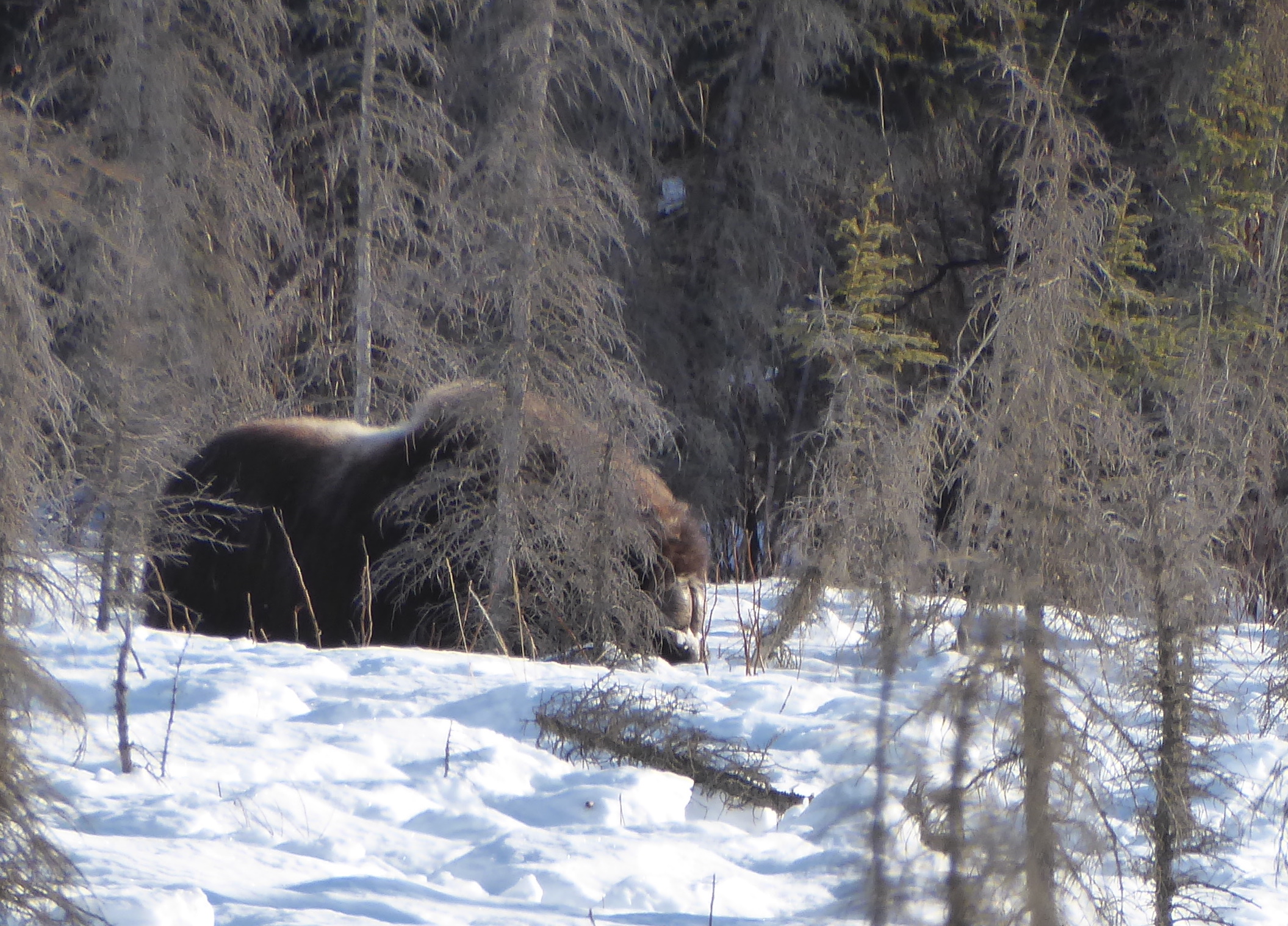 A musk ox feeds in the forest just north of Coldfoot.