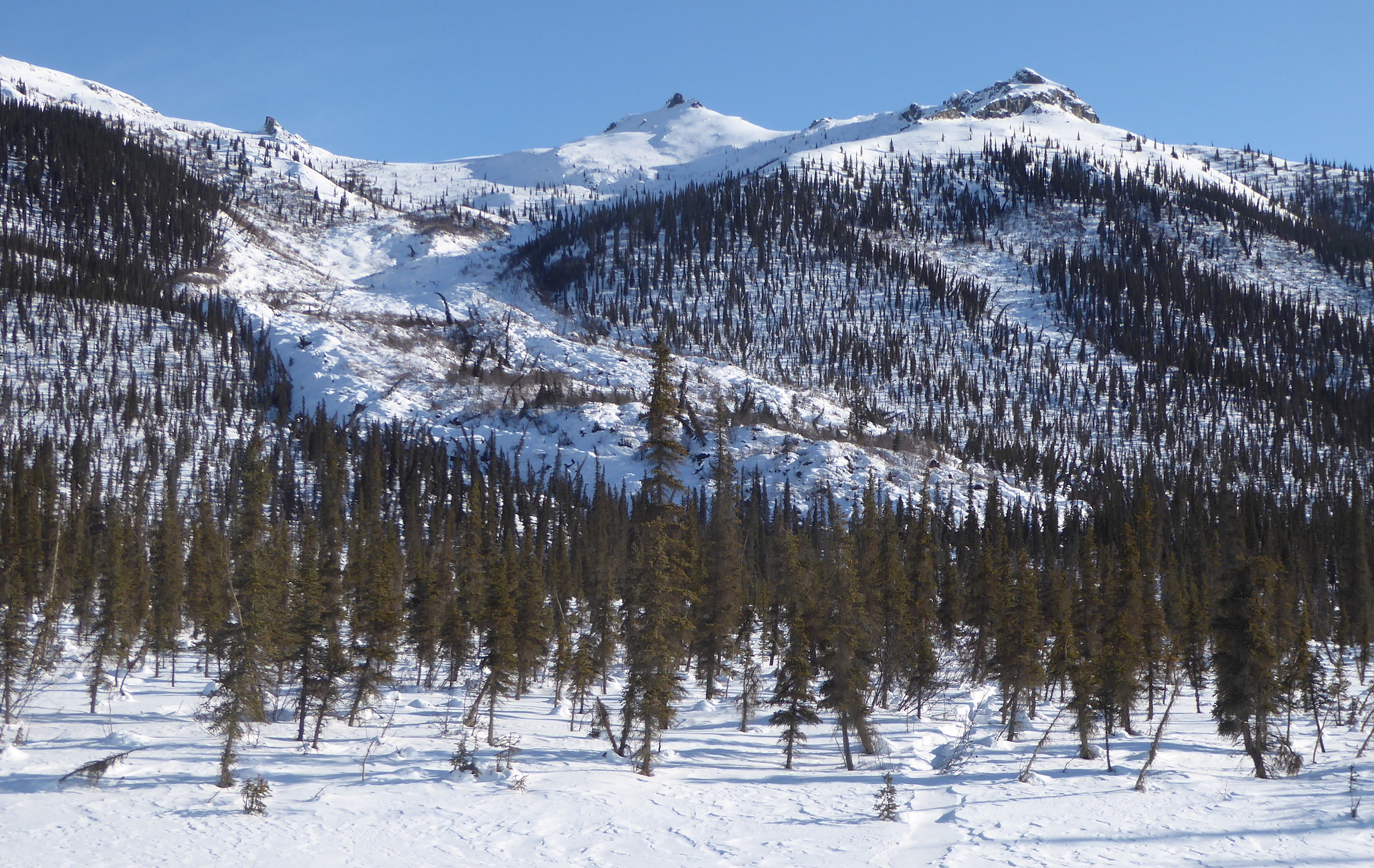 A “frozen debris lobe,” or landslide in permafrost. More than twenty of these flow from the hills north of Coldfoot. A “frozen debris lobe,” or landslide in permafrost. More than twenty of these flow from the hills north of Coldfoot.
