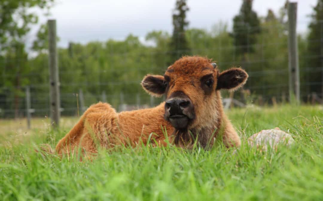 Wood Bison Calves from Canada Arrive Safely in Fairbanks