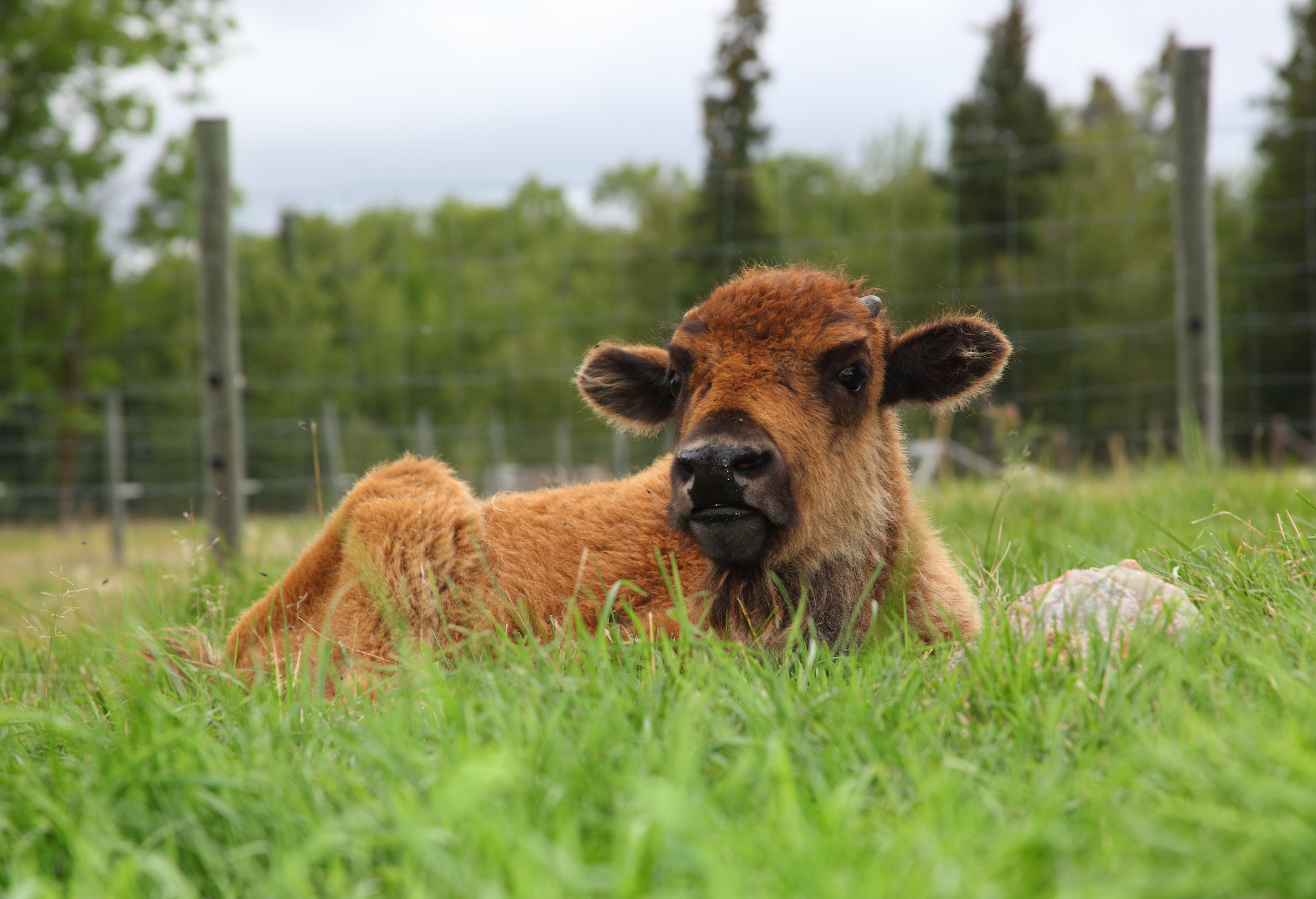 Wood Bison Calf