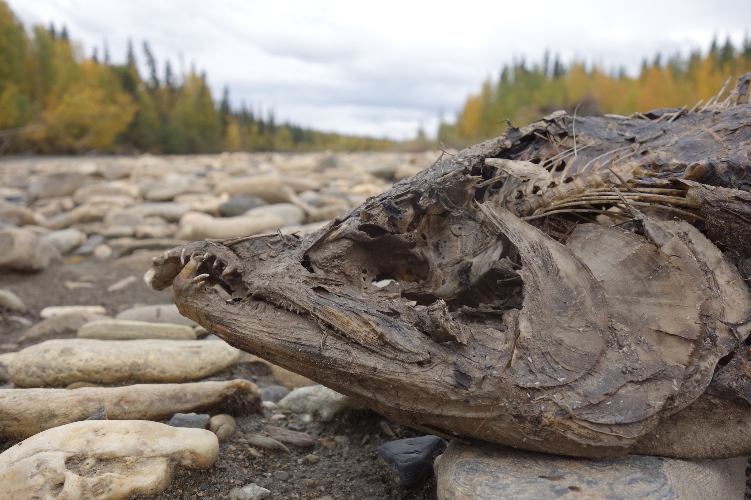 Salmon Head