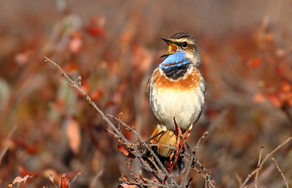 A bluethroat bird