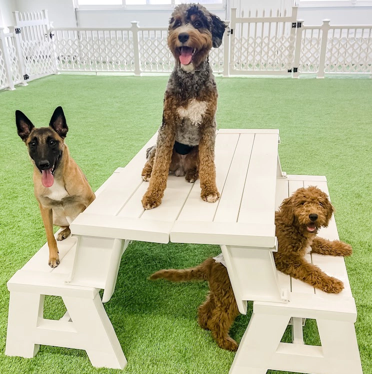 Group of dogs at doggy daycare
