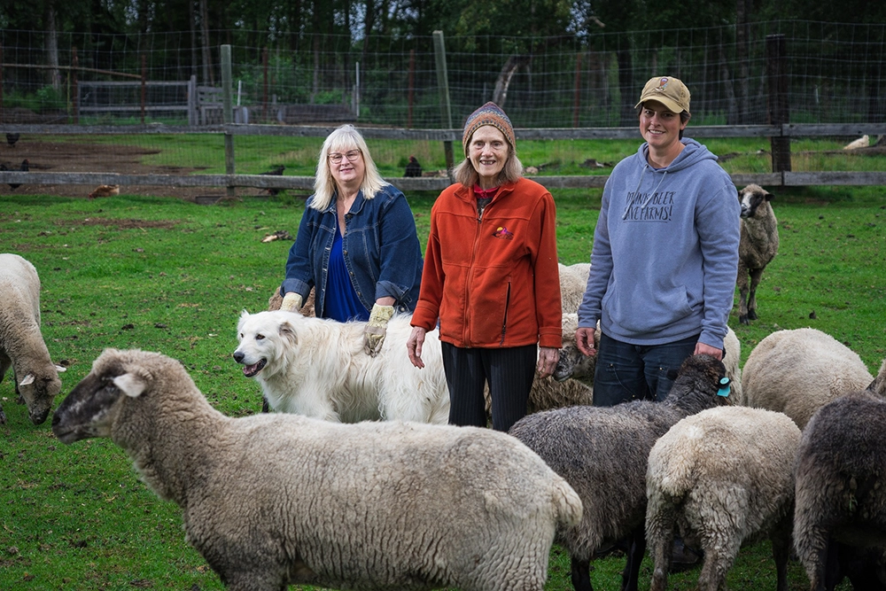 Family farmers in Soldotna with sheep