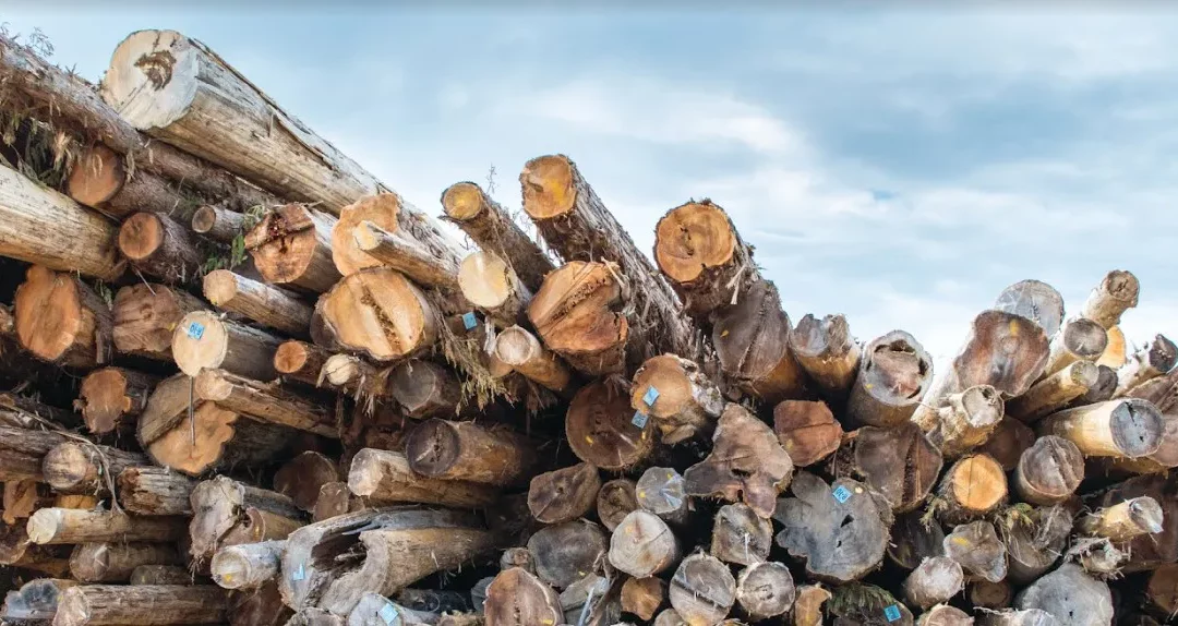 Niche Products Put Alaska Timber to Creative Uses