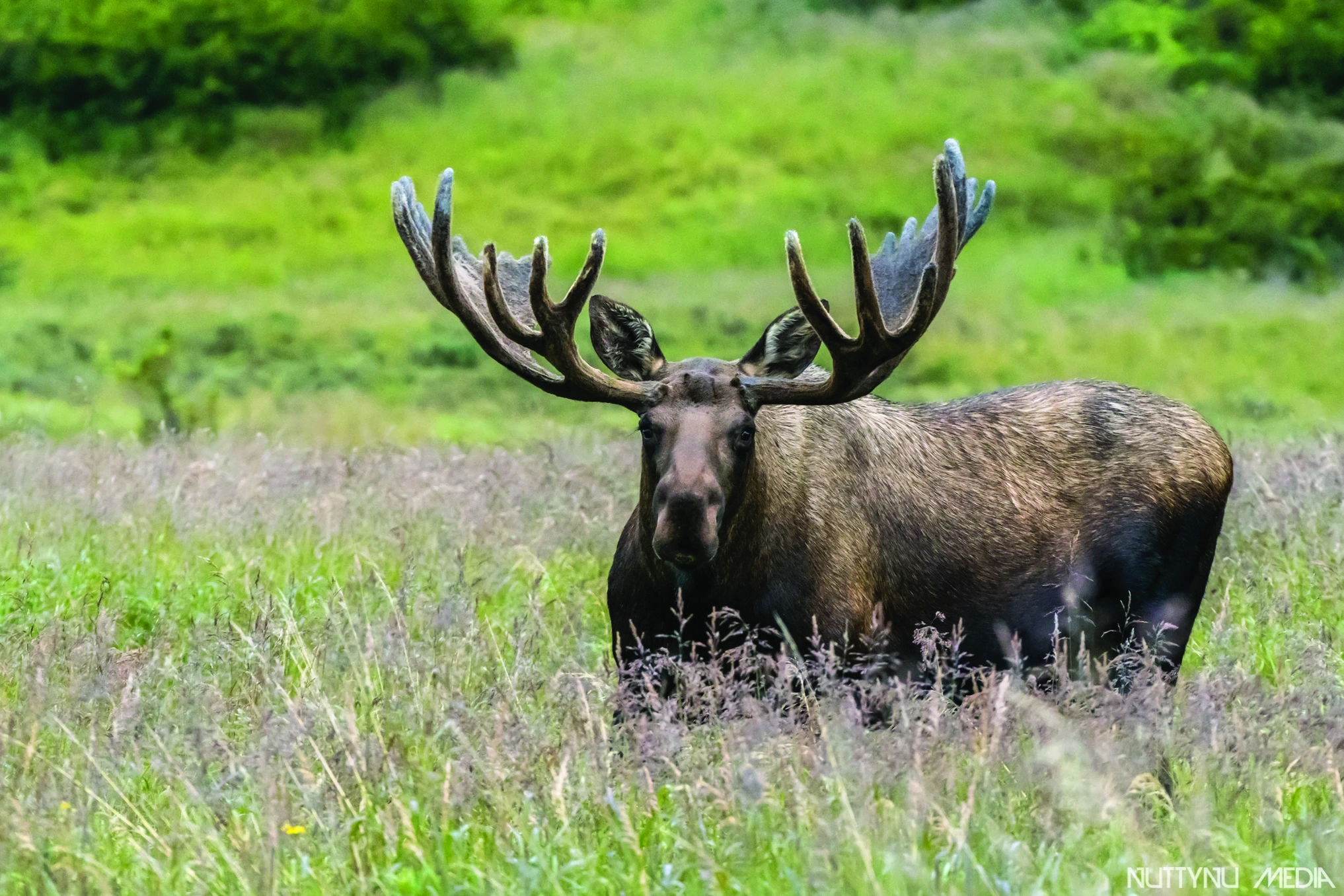 male moose